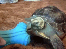tortoise toys play turtle bite