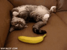 Cat Banana GIF - Cat Banana Shocked GIFs