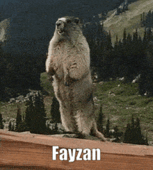 a ground squirrel standing on its hind legs with the name fayzan on the bottom