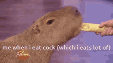 a person is feeding a capybara corn on the cob and the caption reads " me when i eat cock "