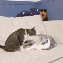 Awkward Cat GIF - Awkward Cat Cattap GIFs