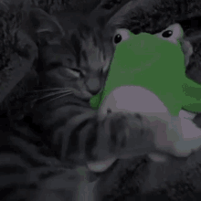 Cat Hug GIF - Cat Hug Cute GIFs