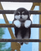 a small black and white puppy is hanging on a railing .