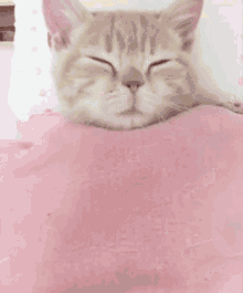 Cat Cute GIF - Cat Cute Pink GIFs