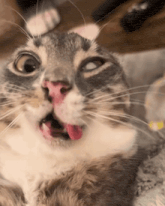 a close up of a cat 's face with its tongue out