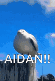 Aidan Gallagher GIF - Aidan Gallagher Seagull GIFs