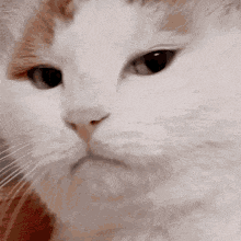 Disappointed Cat GIF - Disappointed Cat Upset GIFs