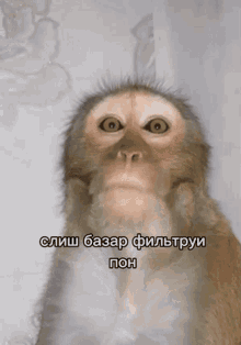 Monkey Pon GIF - Monkey Pon GIFs
