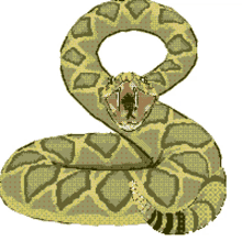 snake rattle