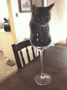 a cat sitting in a wine glass on a table