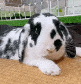 Important Very Doppy Moo Moo Bunny Sniffings Cutely GIF - Important Very Doppy Moo Moo Bunny Sniffings Cutely GIFs