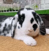 a black and white bunny rabbit is laying on a mat .