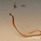 Trapped Snake West Brown Snake GIF - Trapped Snake West Brown Snake Red Back Spider GIFs