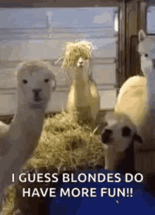 White Hair Alpaca GIF - White Hair Alpaca Funny Hair GIFs