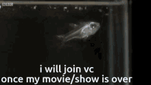 Fish Vc Vc Fish GIF - Fish Vc Vc Fish Fish GIFs