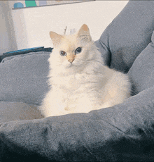 a white cat with blue eyes is sitting on a grey couch