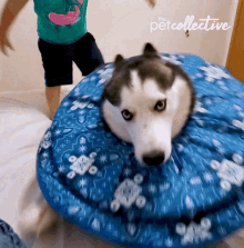 Spinning The Pet Collective GIF - Spinning The Pet Collective Excited GIFs