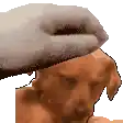 a person is petting a dog 's head with their hand
