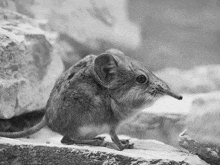 Elephant Shrew GIF