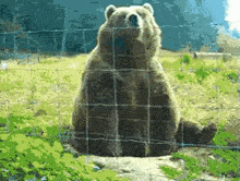a bear is behind a wire fence looking up