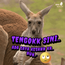 a picture of a kangaroo with a caption that says tengokk sini ada saya kesahh ka huh