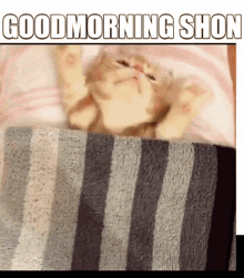 Good Morning Shon Shon GIF - Good Morning Shon Shon Sean GIFs