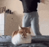 a cat is sitting on top of a bed next to a man .