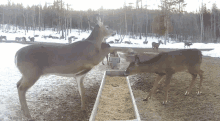 Deer Bonk Deer GIF - Deer Bonk Deer Bonk GIFs