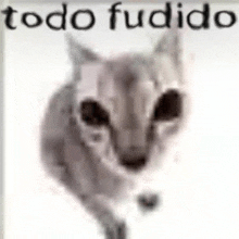 a close up of a cat 's face with the words `` todo fudido '' written above it .