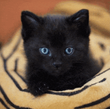a black kitten with blue eyes is sitting on a yellow blanket .