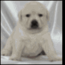 Pet Puppy GIF - Pet Puppy Funny Dog GIFs