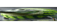 a watermelon that looks like a crocodile is swimming in a body of water