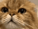 Cat Cat Meme GIF - Cat Cat Meme Cat Tiktok GIFs