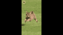 a cat is jumping in the air in a field with a sticker that says ' about pickles '
