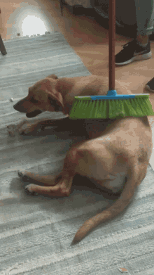 marla cleaning dirty dog broom brooming dog