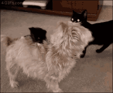 Cats Dog GIF - Cats Dog GIFs