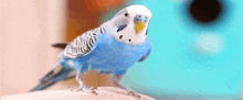 папугайчики GIF - папугайчики GIFs