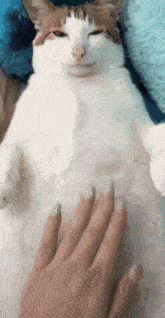 a cat is laying on its back with a person 's hand on its belly