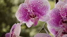 Orchideen Flower GIF