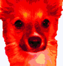 binky rainbow binky rainbow dog binky rainbow binky rainbow dog