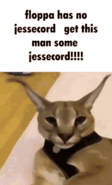 Jessecord Funny GIF - Jessecord Funny Cat GIFs
