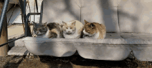 Glupcho Cats GIF