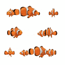 fish clownfish