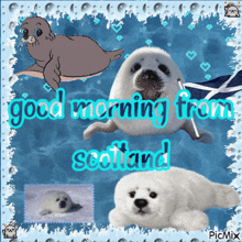 a picture of seals with the words good morning from scotland on it