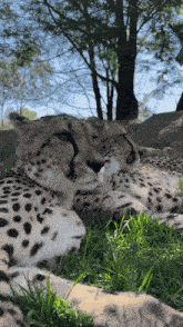 Cheetah Tired GIF