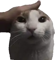 a person is petting a cat 's head with their finger .
