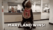 Gangnam Style Maryland GIF - Gangnam Style Maryland Wins GIFs