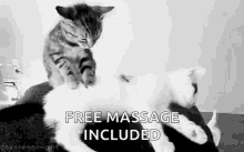 Massage Cats GIF - Massage Cats Cute GIFs