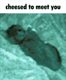 Cheesed To Meet You Cheese GIF - Cheesed To Meet You Cheese Cat GIFs