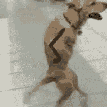 GIF